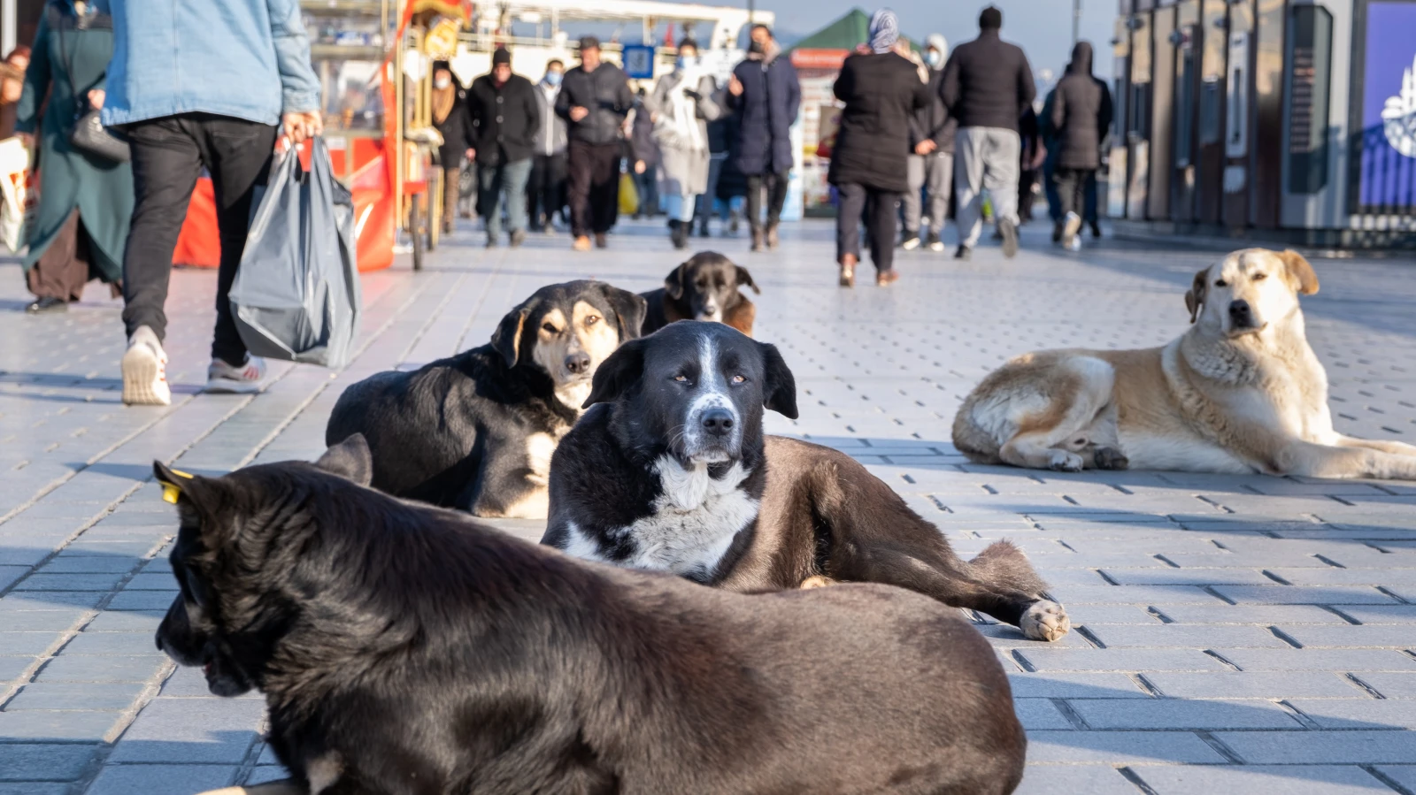 Kuduz Riski Hakkında Bilmeniz Gerekenler, © AdobeStock Kuduz Riski Hakkında Bilmeniz Gerekenler, © AdobeStock