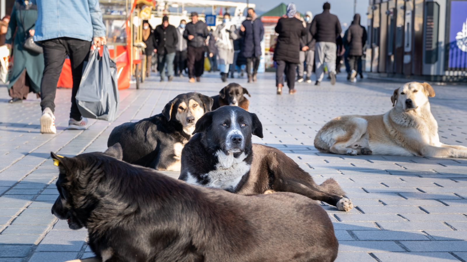 Kuduz Riski Hakkında Bilmeniz Gerekenler, © AdobeStock