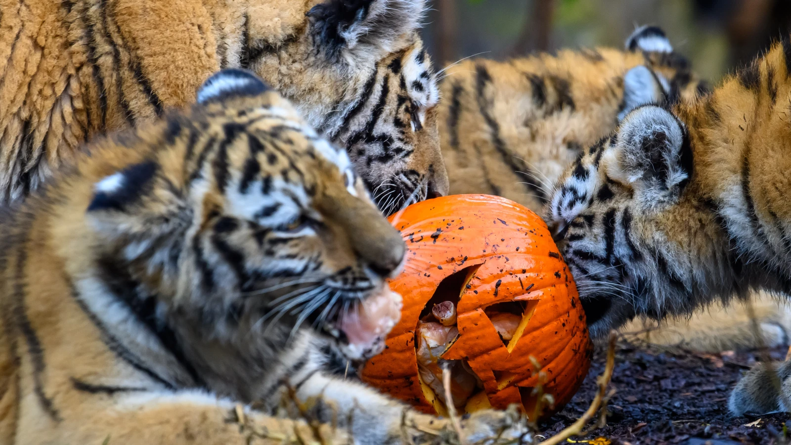 Heidelberg Hayvanat Bahçesi’nde Sumatra Kaplanları Dünyaya Geldi, © Klaus-Dietmar Gabbert/dpa Heidelberg Hayvanat Bahçesi’nde Sumatra Kaplanları Dünyaya Geldi, © Klaus-Dietmar Gabbert/dpa
