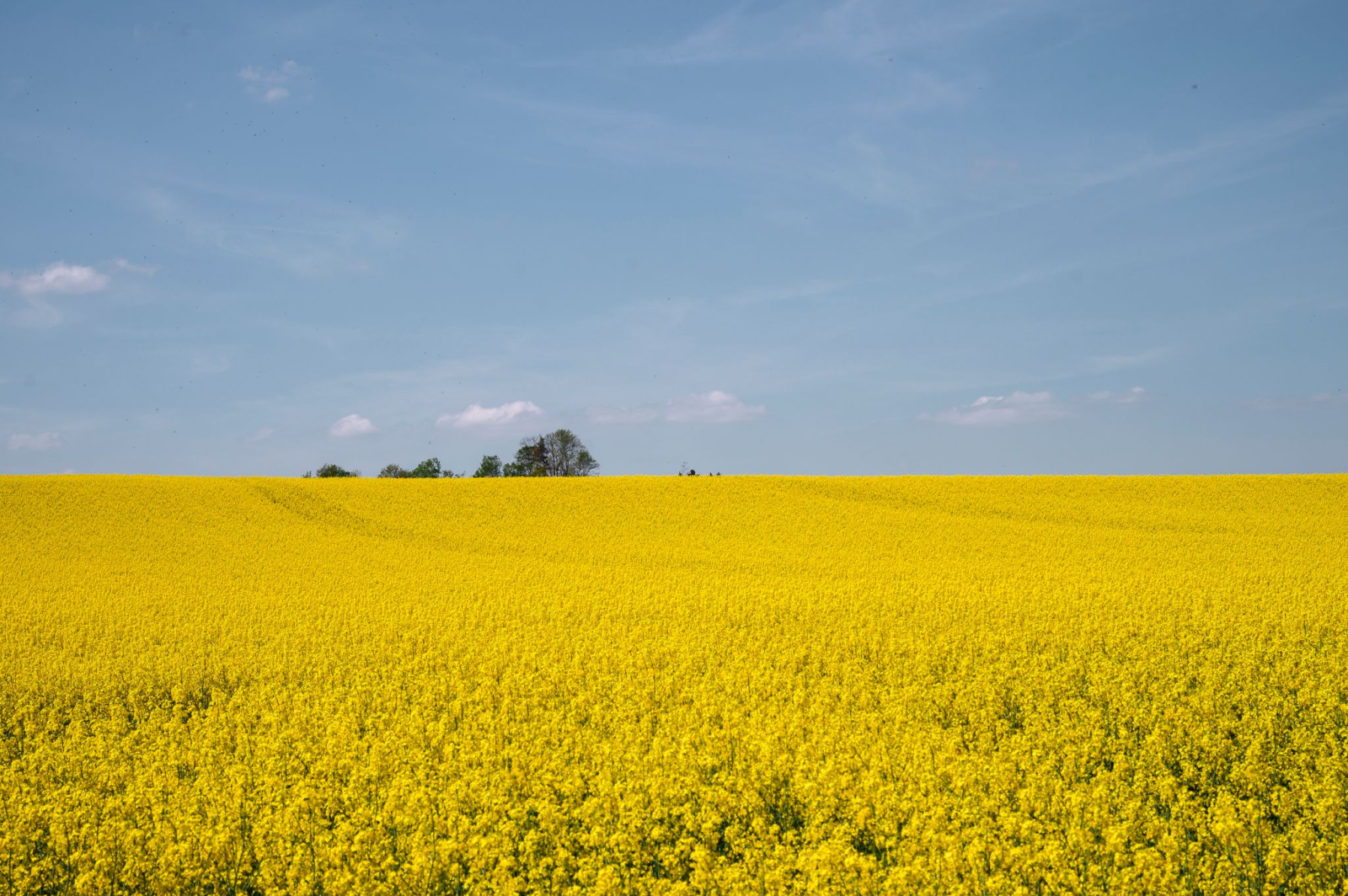 Blick auf ein gelb blühendes Rapsfeld bei Burgk.