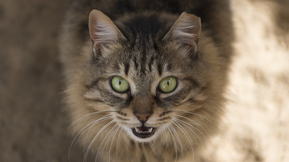 Katzen Kantonsrat Zürich, © Keystone-SDA