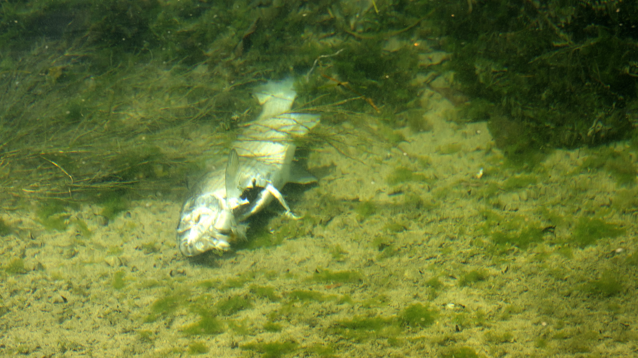 Fischsterben -Seuzach Gewässerverschmutzung, © Symbolbild Keystone SDA