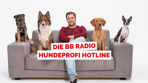Die BB RADIO Hundeprofi Hotline 