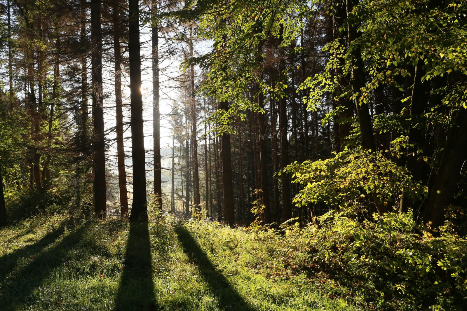 Die Sonne scheint in einem Wald zwischen Bäumen hindurch., © Matthias Bein/dpa-Zentralbild/ZB/Symbolbild