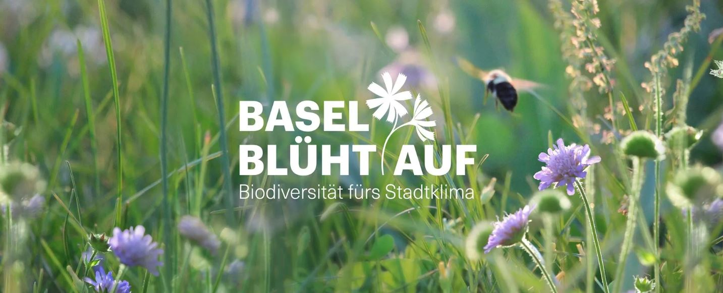Basel blüht auf 