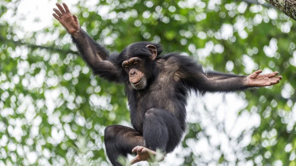 Wenn die kleinen Menschenaffen für Action sorgen Wenn die kleinen Menschenaffen für Action sorgen