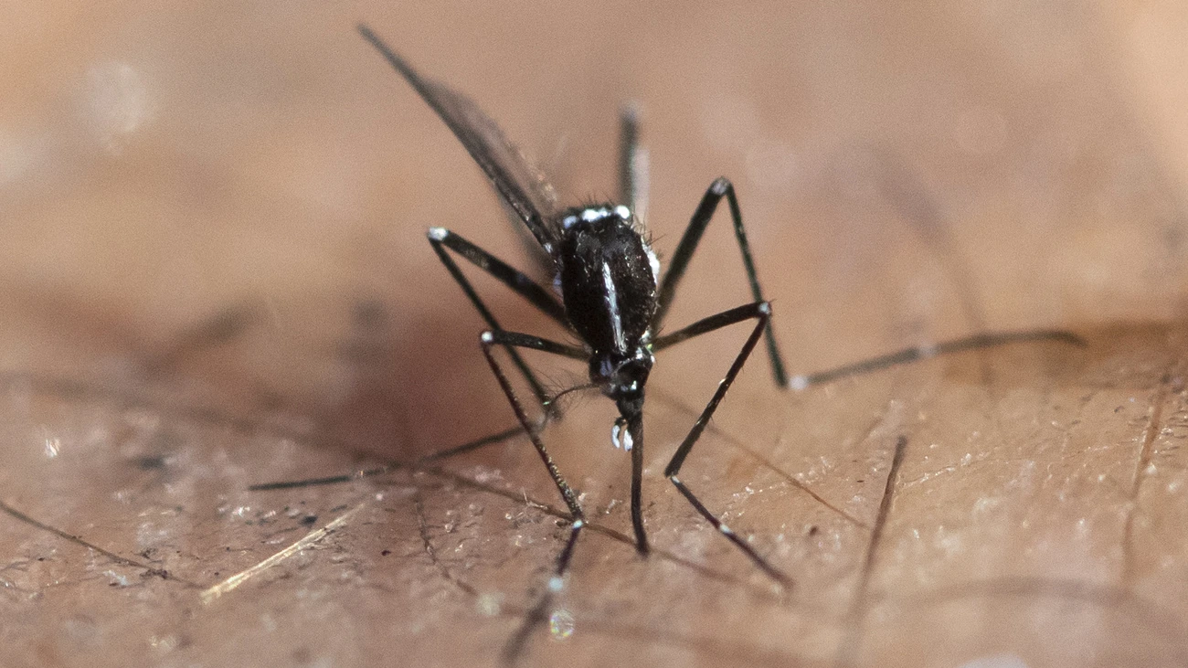 Tigermücke Zürich Krankheit, © Keystone-SDA Tigermücke Zürich Krankheit, © Keystone-SDA