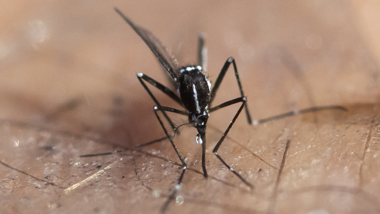 Tigermücke Zürich Krankheit, © Keystone-SDA