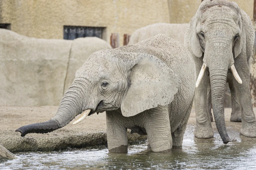 Targettraining im Zolli, © Zoo Basel Targettraining im Zolli, © Zoo Basel