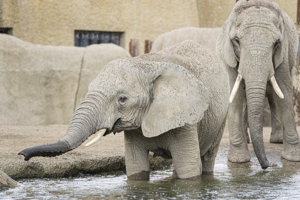 Targettraining im Zolli, © Zoo Basel