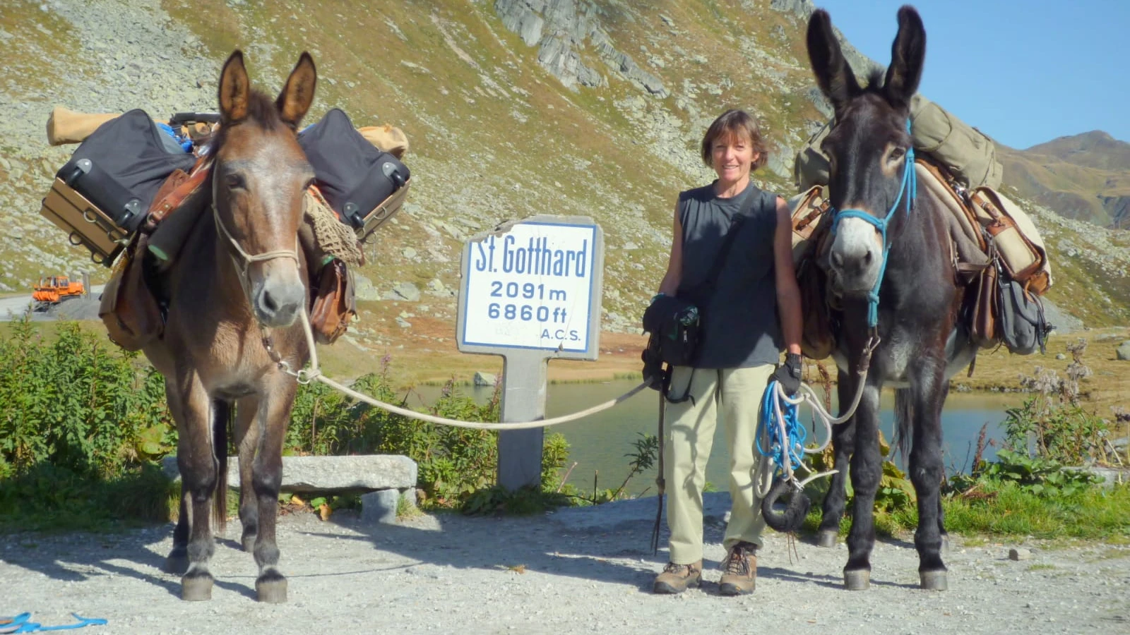 Maultiere im Einsatz, © LRF Maultiere im Einsatz, © LRF