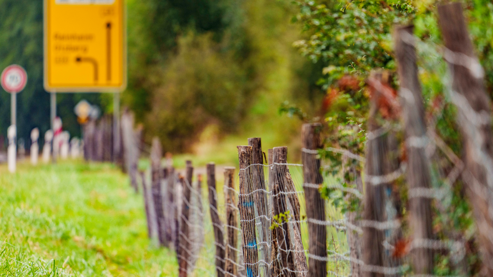 Hessen'de Afrika Domuz Vebası'na Karşı Alınan Önlemler Hafifletiliyor, © dpa