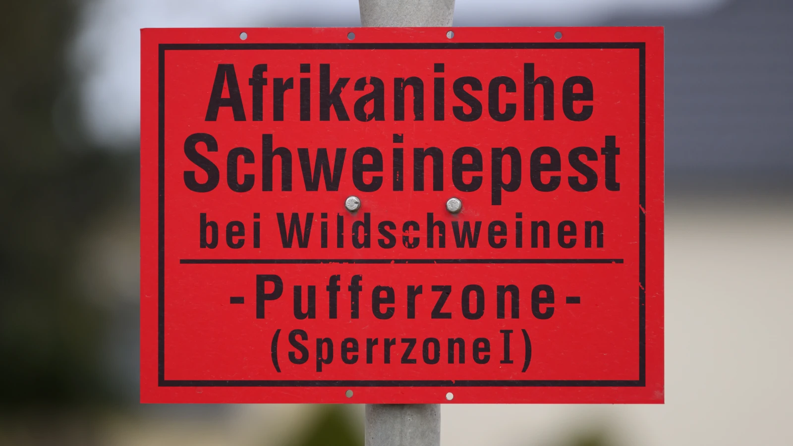 Orta Ren Bölgesine Afrika Domuz Vebası, © Robert Michael/dpa Orta Ren Bölgesine Afrika Domuz Vebası, © Robert Michael/dpa