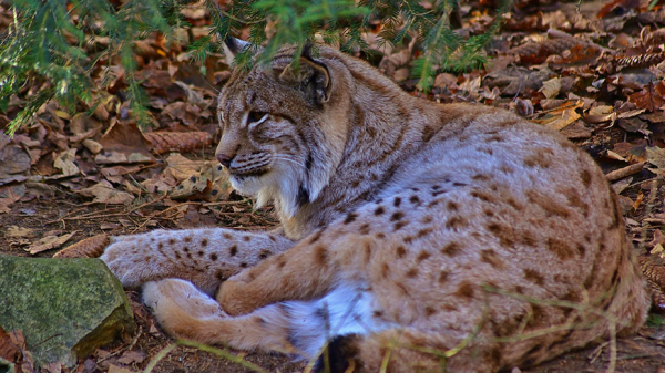 © Wildpark Bruderhaus Winterthur