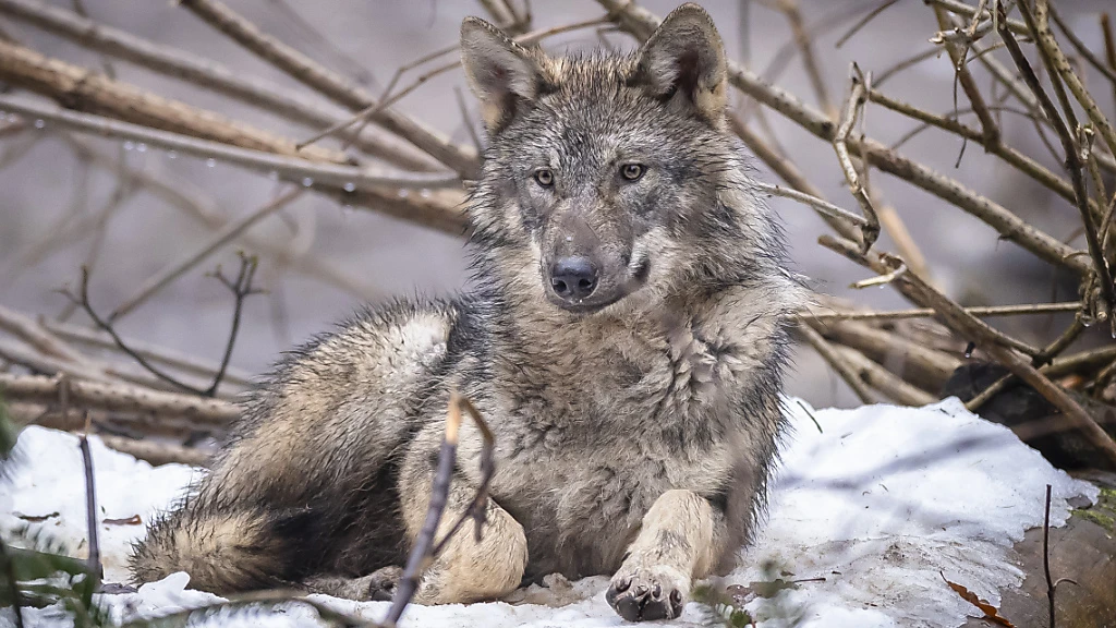 Wolfsnachweis im Grossteg am Samstag, © Symbolbild Wolfsnachweis im Grossteg am Samstag, © Symbolbild