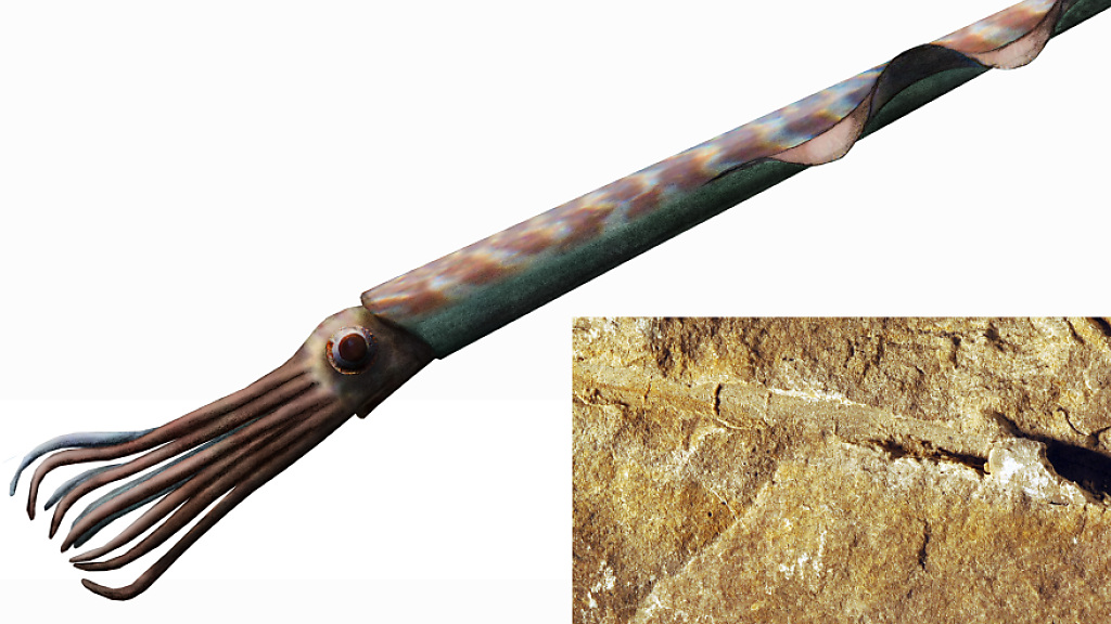 Tessiner Tintenfisch-Art wird "Chuchichäschtli" getauft, © Keystone/SDA