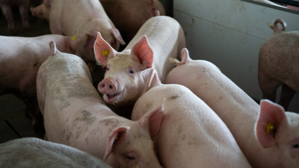 Schweinestall wird durch spezielles System gekühlt, © Radio Munot