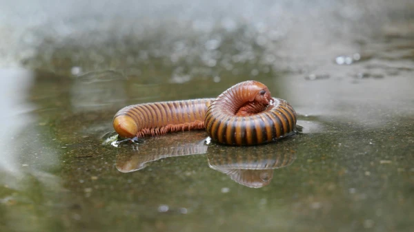 Wie alt wird ein Regenwurm eigentlich?, © THAI THIEN Wie alt wird ein Regenwurm eigentlich?, © THAI THIEN