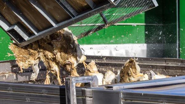 Kuş Gribi Alarmı Büyüyor: Vechta'da 130 Bin Hayvan İtlaf Edilecek!, © dpa