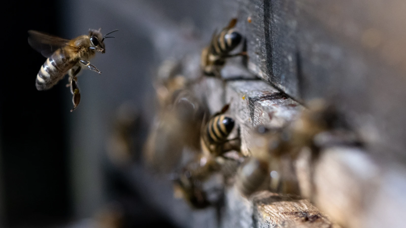 Wallis hat ein Bienen-Kompetenzzentrum eröffnet, © Keystone / DPA / Sven Hoppe Wallis hat ein Bienen-Kompetenzzentrum eröffnet, © Keystone / DPA / Sven Hoppe
