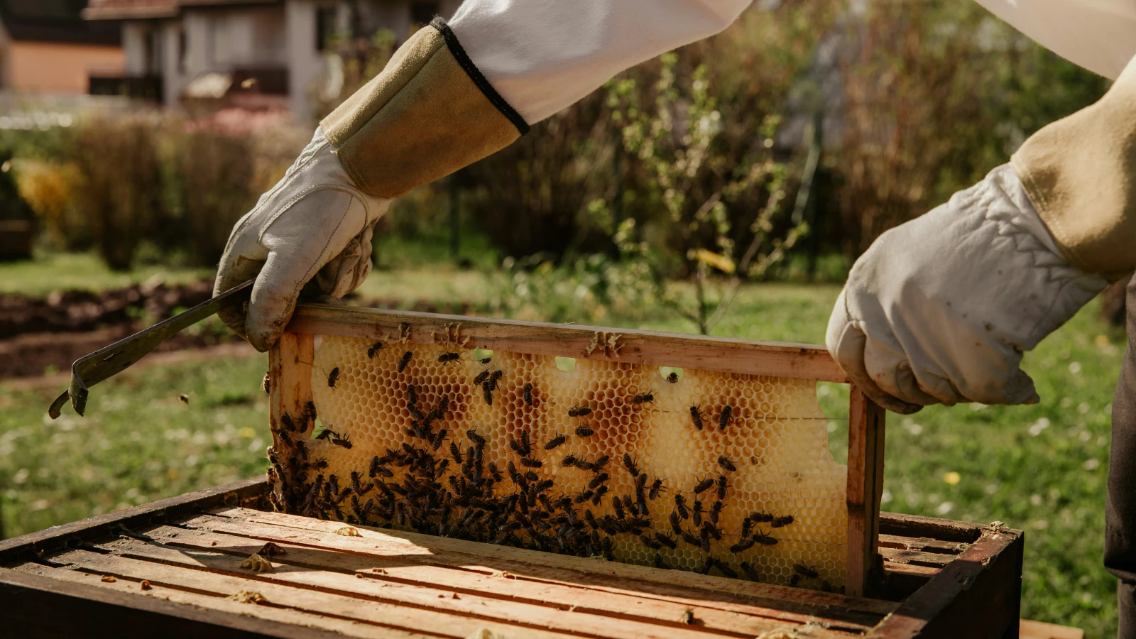 Imker ernten in diesem Jahr weniger Honig, © Unsplash/Bianca Ackermann Imker ernten in diesem Jahr weniger Honig, © Unsplash/Bianca Ackermann