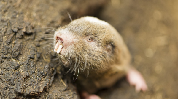 Der Graumull und seine starken Zähne, © Zoo Basel