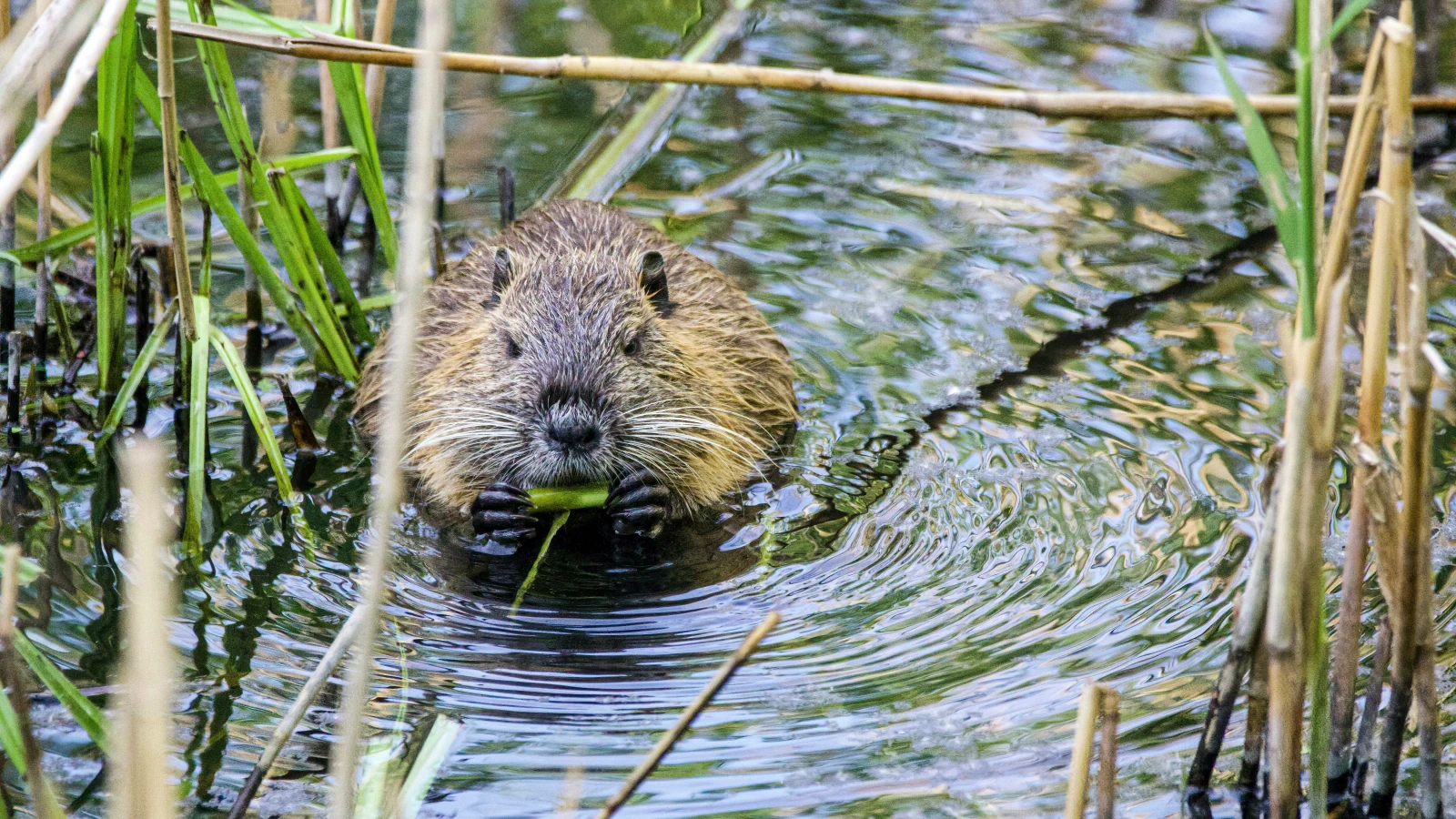 Konflikte zwischen Mensch und Tier, © Unsplash/Svetozar Cenisev Konflikte zwischen Mensch und Tier, © Unsplash/Svetozar Cenisev