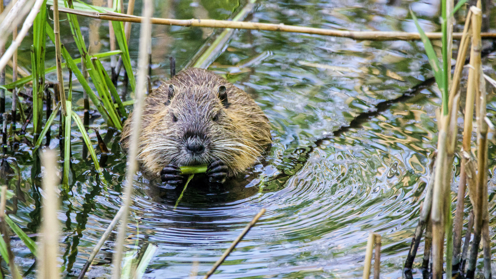 Konflikte zwischen Mensch und Tier, © Unsplash/Svetozar Cenisev