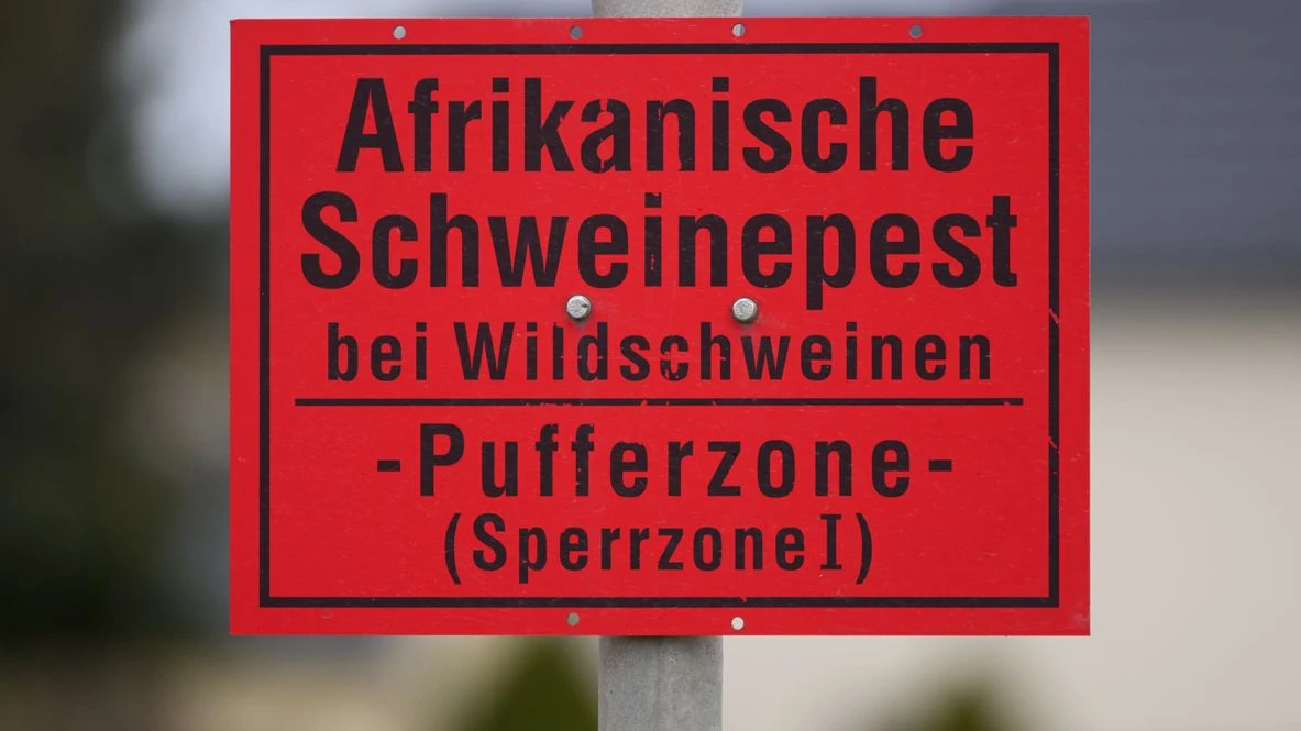 Afrika Domuz Vebası Alarmı: Yeni Bir Varyant Tespit Edildi, © Robert Michael/dpa Afrika Domuz Vebası Alarmı: Yeni Bir Varyant Tespit Edildi, © Robert Michael/dpa