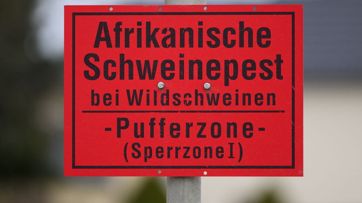  Afrika Domuz Vebası Alarmı: Yeni Bir Varyant Tespit Edildi, © Robert Michael/dpa