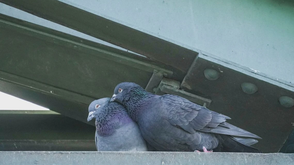 Frankfurt güvercin sorununa yeni çözüm arıyor!, © Andreas Arnold/dpa Frankfurt güvercin sorununa yeni çözüm arıyor!, © Andreas Arnold/dpa