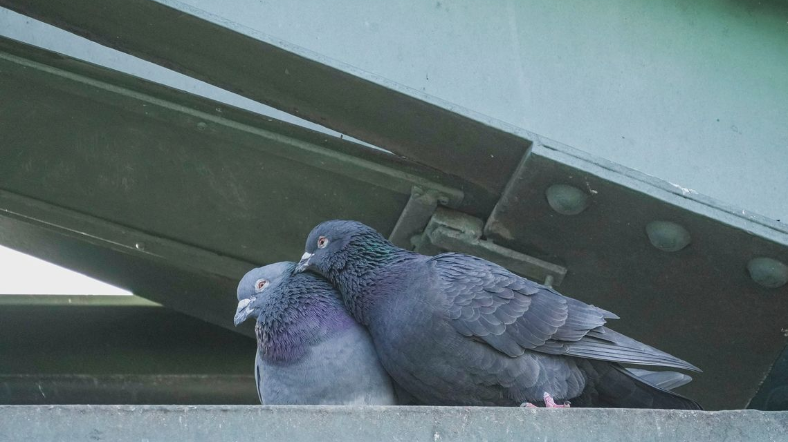 Frankfurt güvercin sorununa yeni çözüm arıyor!, © Andreas Arnold/dpa