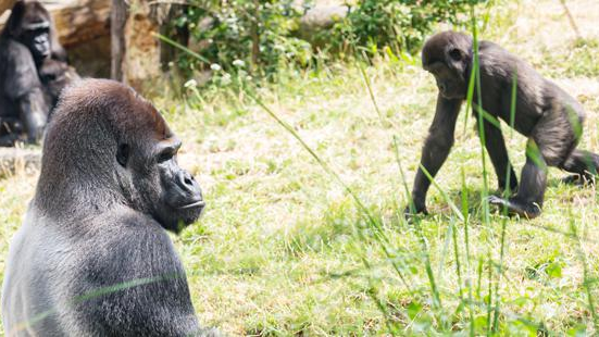 Gorillas können sich mit Grippe anstecken – sogar gegenseitig