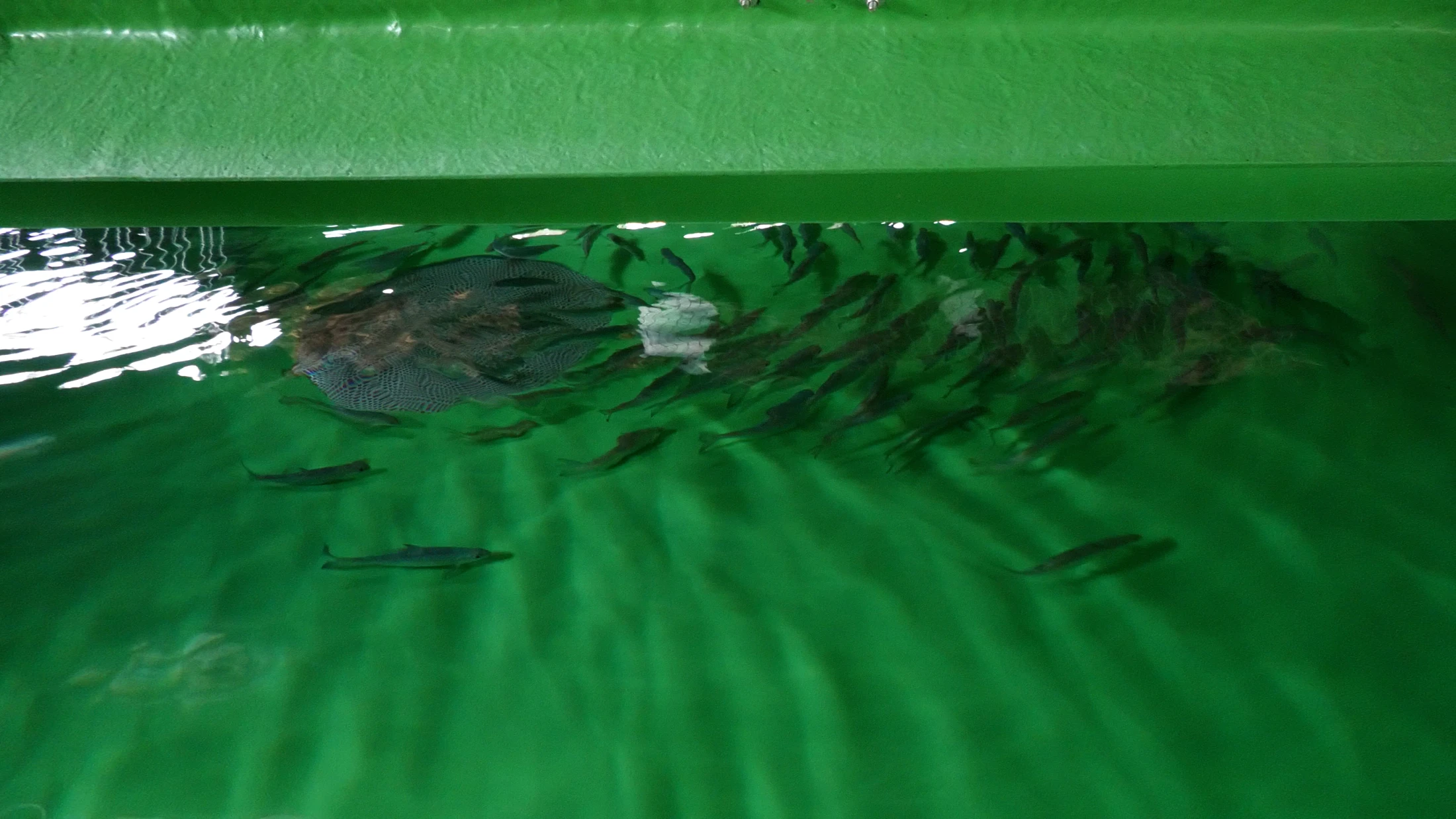 © radio munot © radio munot