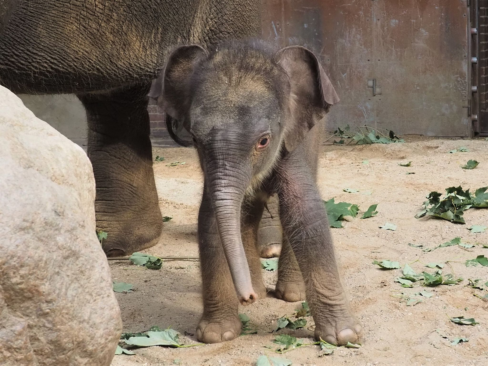 Der kleine asiatische Elefant, der Ende September zur Welt gekommen war, steht im Zoo Leipzig.