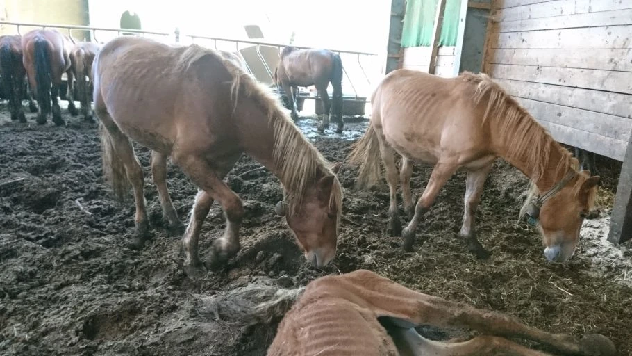 Hefenhofer Pferdezüchter mit Räumungsgesuch konfrontiert, © X/@hypebyblick Hefenhofer Pferdezüchter mit Räumungsgesuch konfrontiert, © X/@hypebyblick