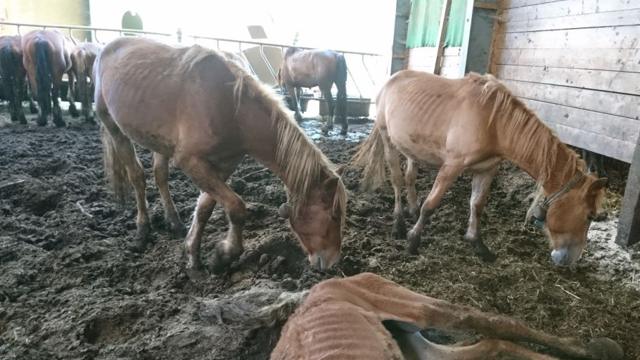 Hefenhofer Pferdezüchter mit Räumungsgesuch konfrontiert, © X/@hypebyblick