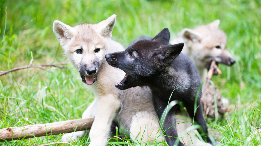 Im Kanton Graubünden ist ein neues Wolfsrudel entstanden, © Keystone/SDA