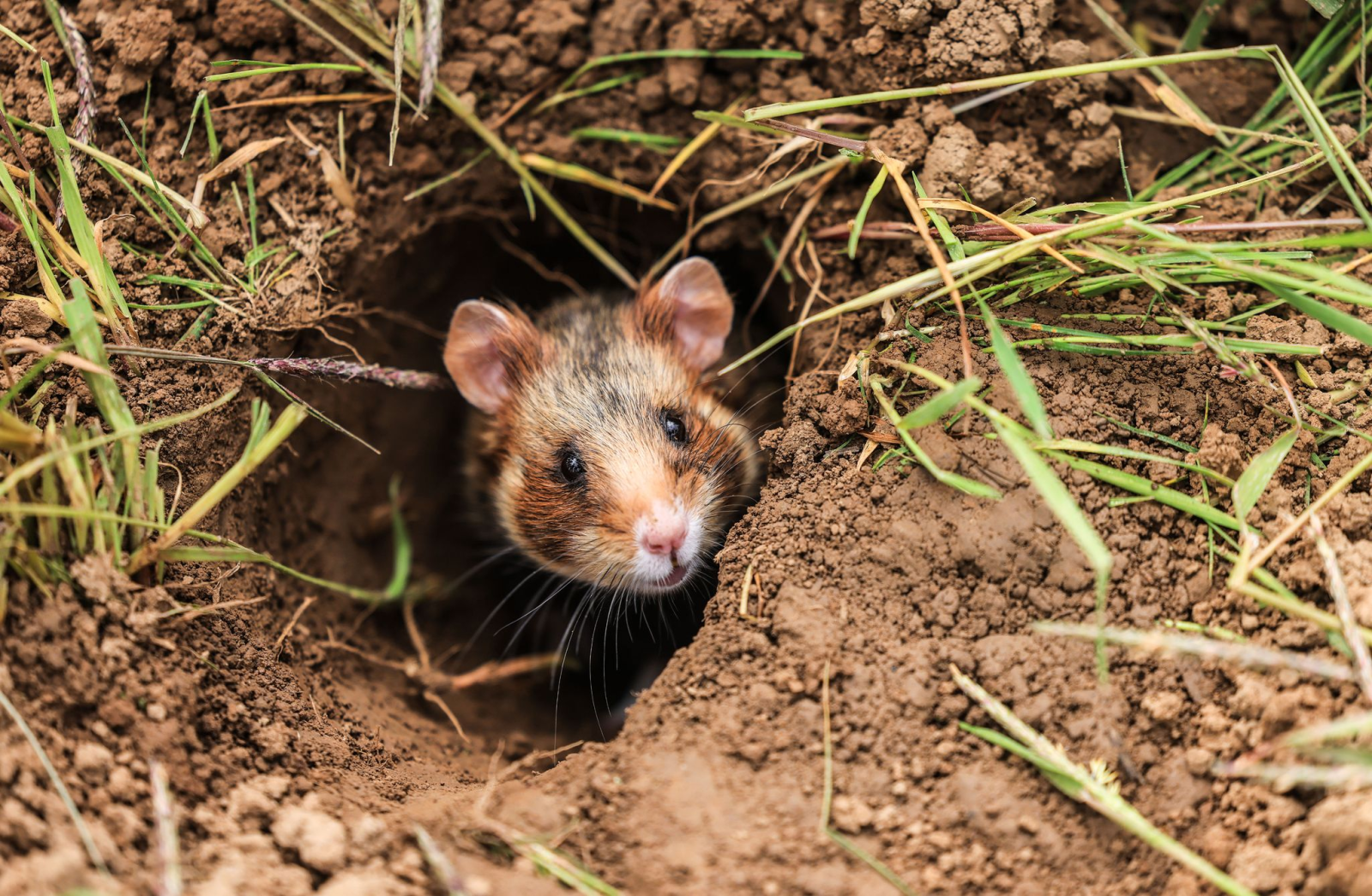 Mit Mitteln aus einem Förderprogramm unterstützt Thüringen Landwirte, die bei ihrer Arbeit besonders Rücksicht auf die Umwelt nehmen - das soll auch dem bedrohten Feldhamster zugutekommen. (Archivbild), © Oliver Berg/dpa