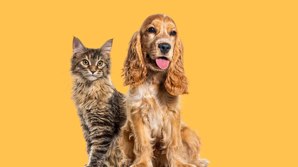 Evcil Hayvan Sahibi Olmak, Ruh Sağlığına İyi Geliyor, © shutterstock Evcil Hayvan Sahibi Olmak, Ruh Sağlığına İyi Geliyor, © shutterstock