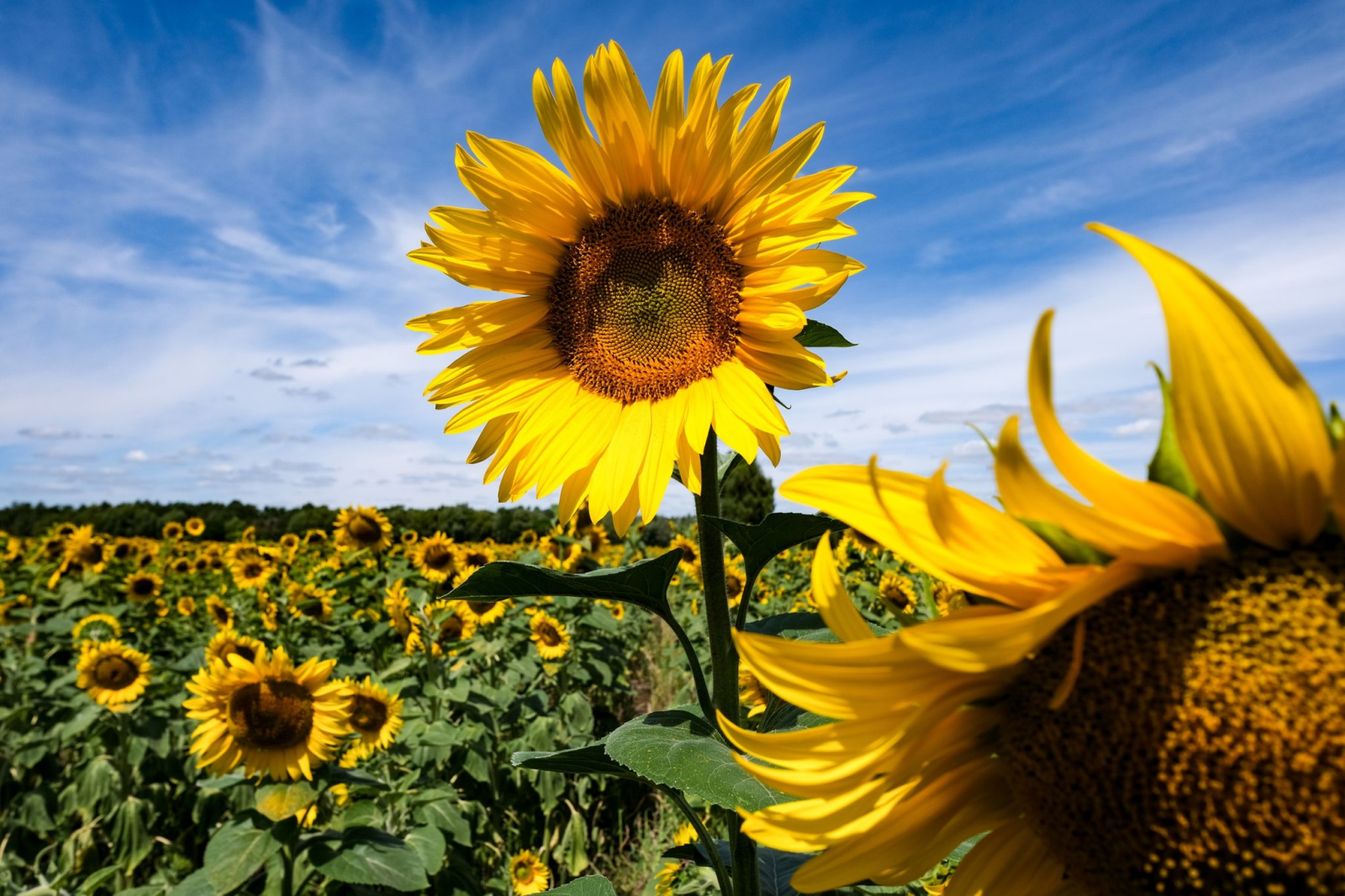 Sonnenblumen blühen bei Sonnenschein und blauem Himmel auf einem Feld.