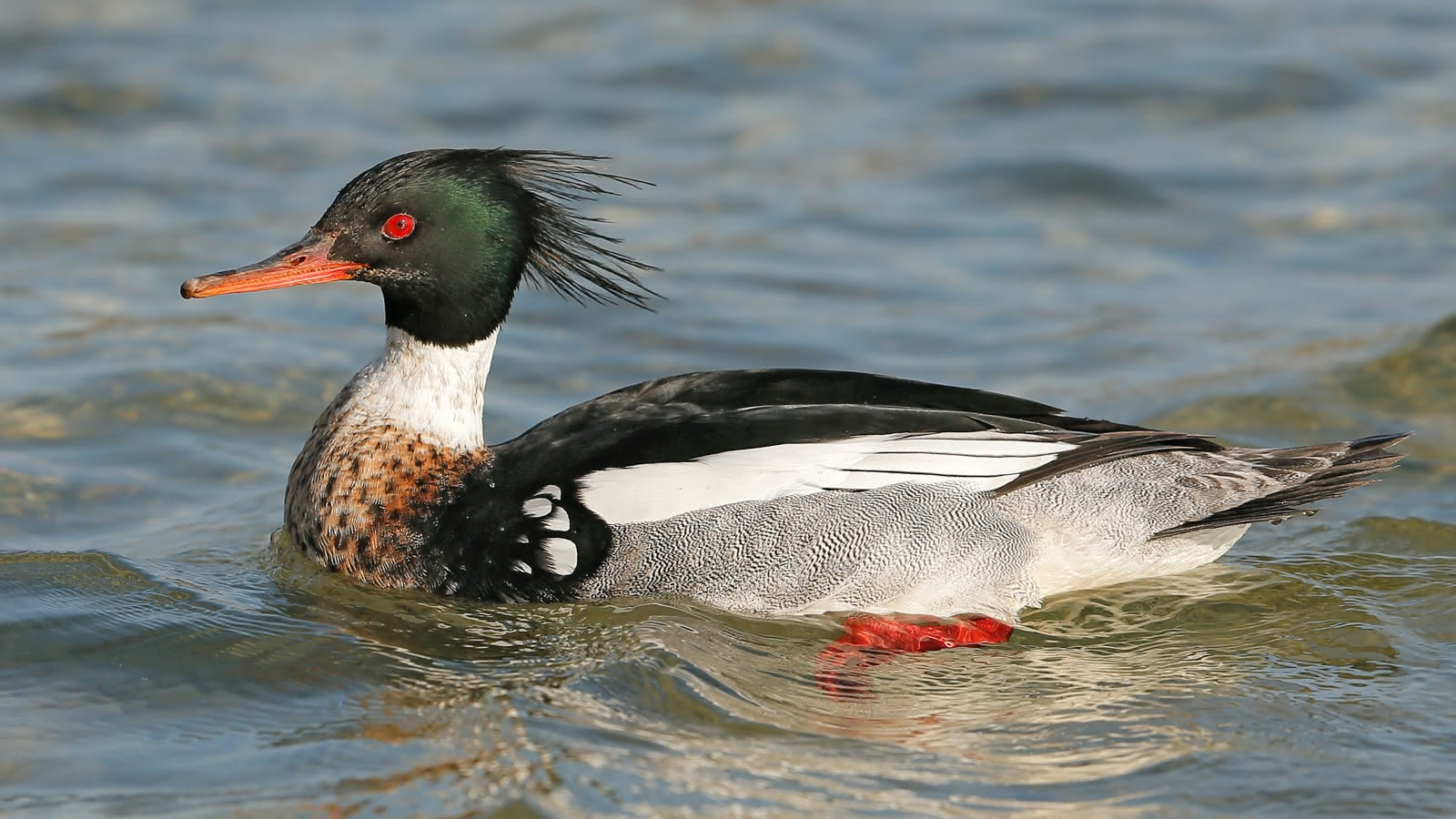 © Schweizerische Vogelwarte