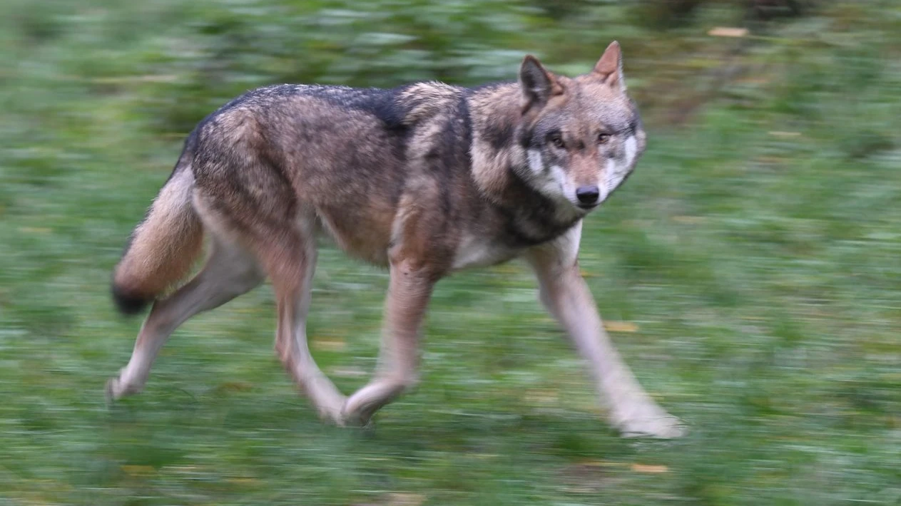 Hamburg’da şehir merkezinde kurt paniği: Bir kadın yaralandı!, © Carsten Rehder/dpa Hamburg’da şehir merkezinde kurt paniği: Bir kadın yaralandı!, © Carsten Rehder/dpa