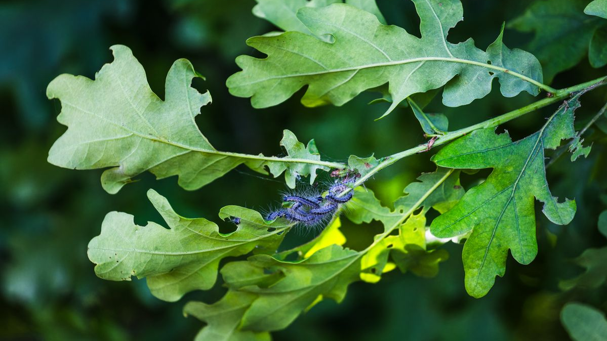 Tehlikeli Tırtıllar Bremen’de: Eichenprozessionsspinner&nbsp;, © Philipp von Ditfurth/dpa