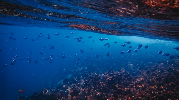 Fische bestehen den Spiegeltest, © Francesco Ungaro Fische bestehen den Spiegeltest, © Francesco Ungaro