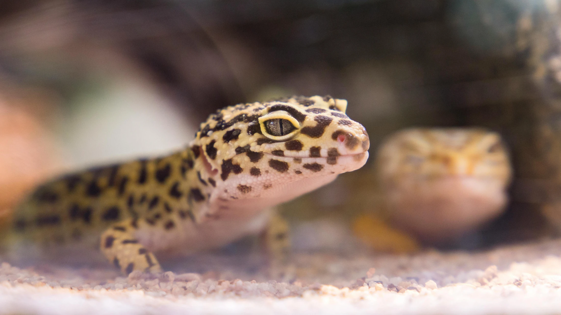 Leopardgecko, © Jimmy Chan Leopardgecko, © Jimmy Chan