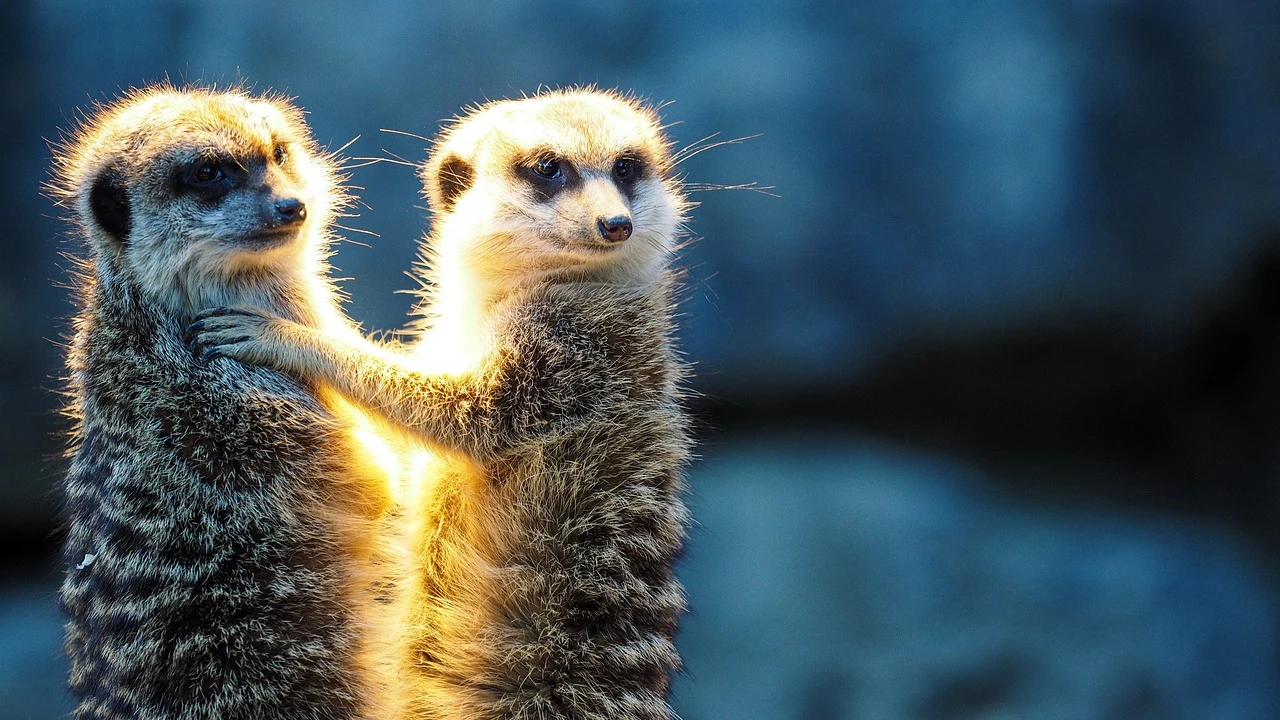Zoos sollten überzählige Tiere gezielt töten, © quhl/Pixabay Zoos sollten überzählige Tiere gezielt töten, © quhl/Pixabay