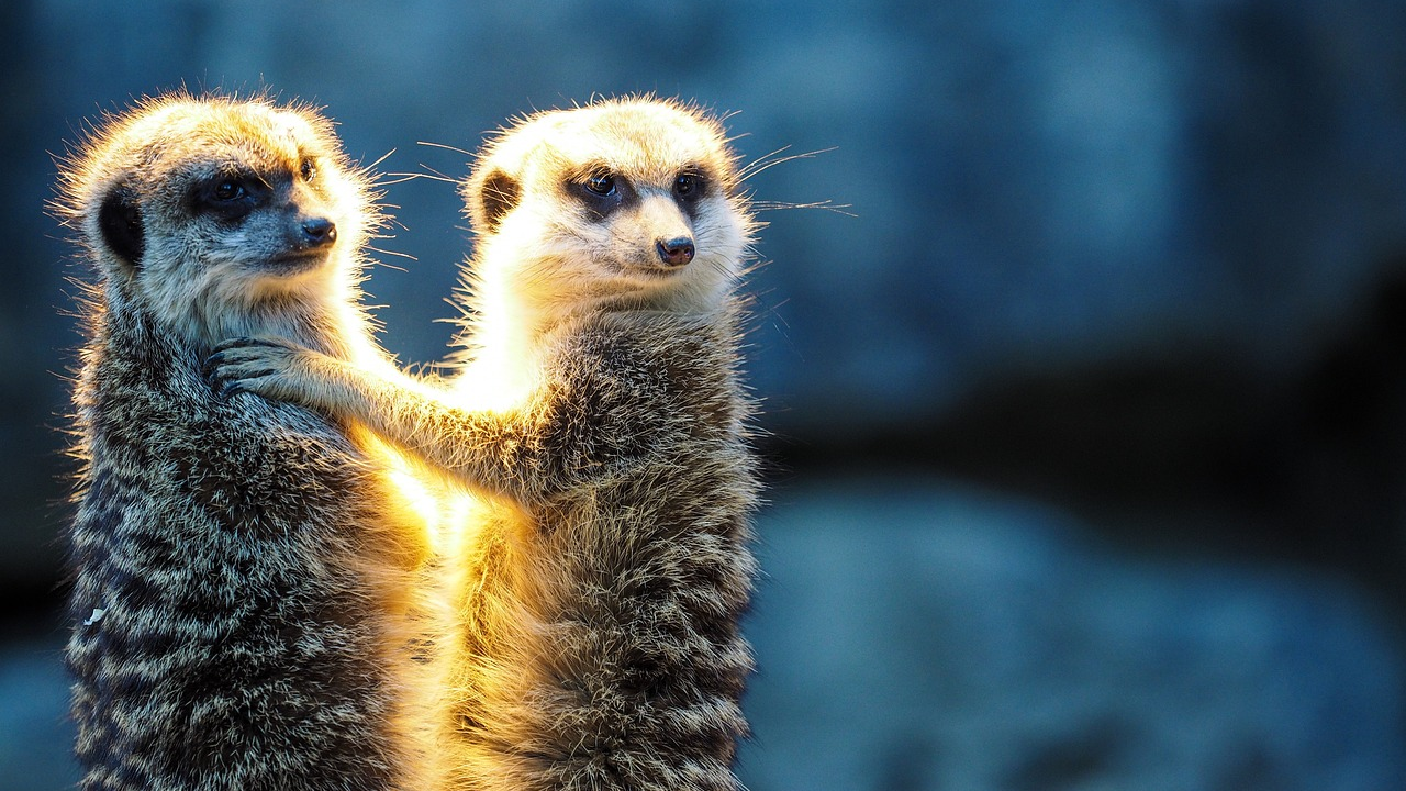 Zoos sollten überzählige Tiere gezielt töten, © quhl/Pixabay