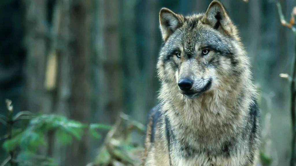 Kontrolle von Wölfen mit Peilsendern, © Keystone-SDA Kontrolle von Wölfen mit Peilsendern, © Keystone-SDA