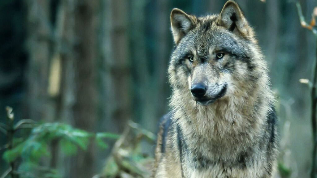 Kontrolle von Wölfen mit Peilsendern, © Keystone-SDA